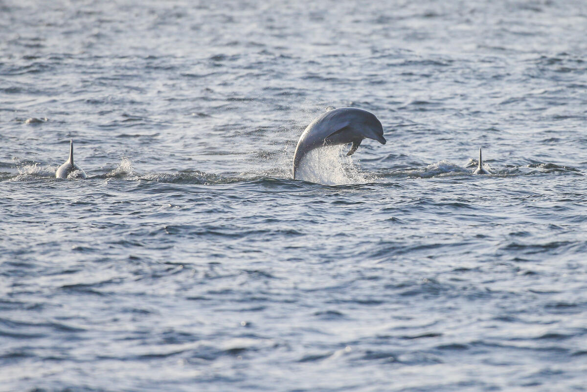 DolphinJump