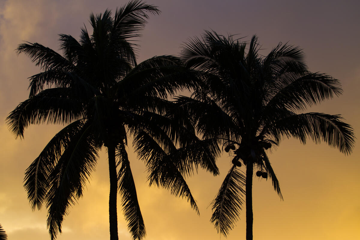 Palm Trees on the North Shore