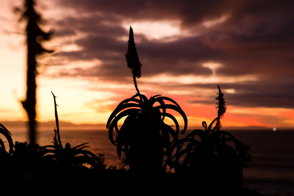 Aloe Sunrise