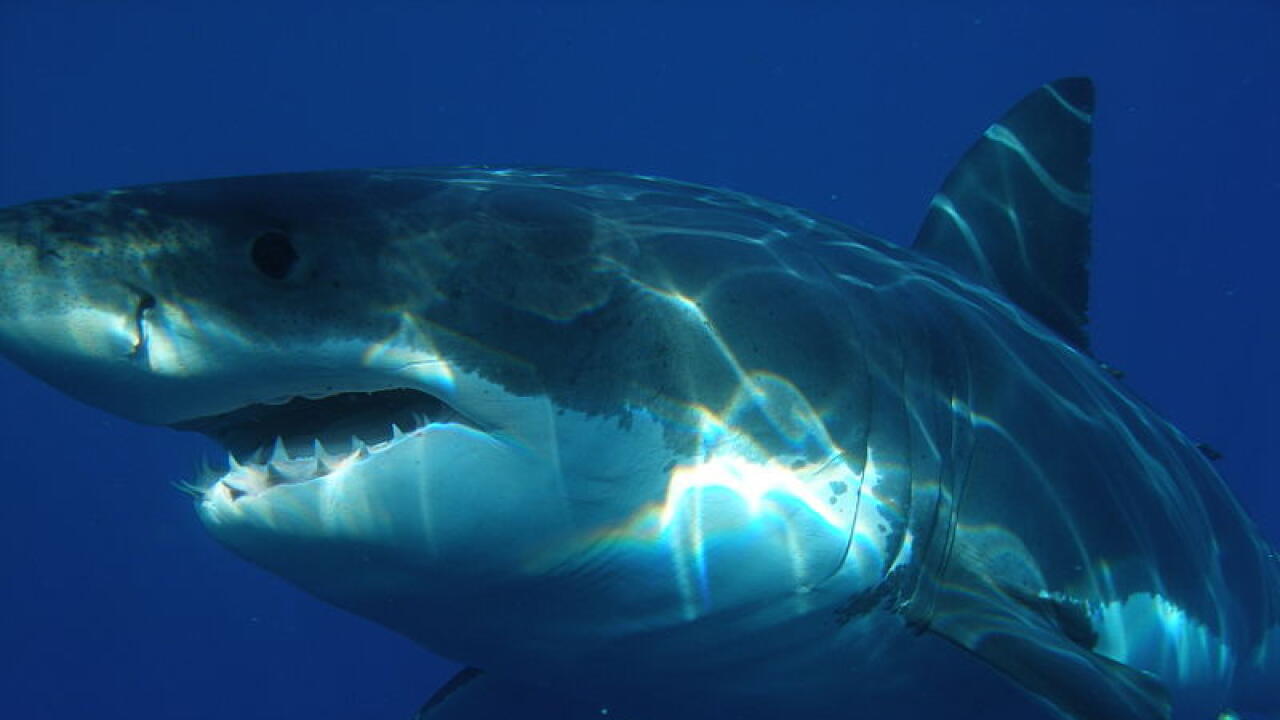 Let's Talk Sharks Why Were Shark Incidents Down But Fatalities Up In