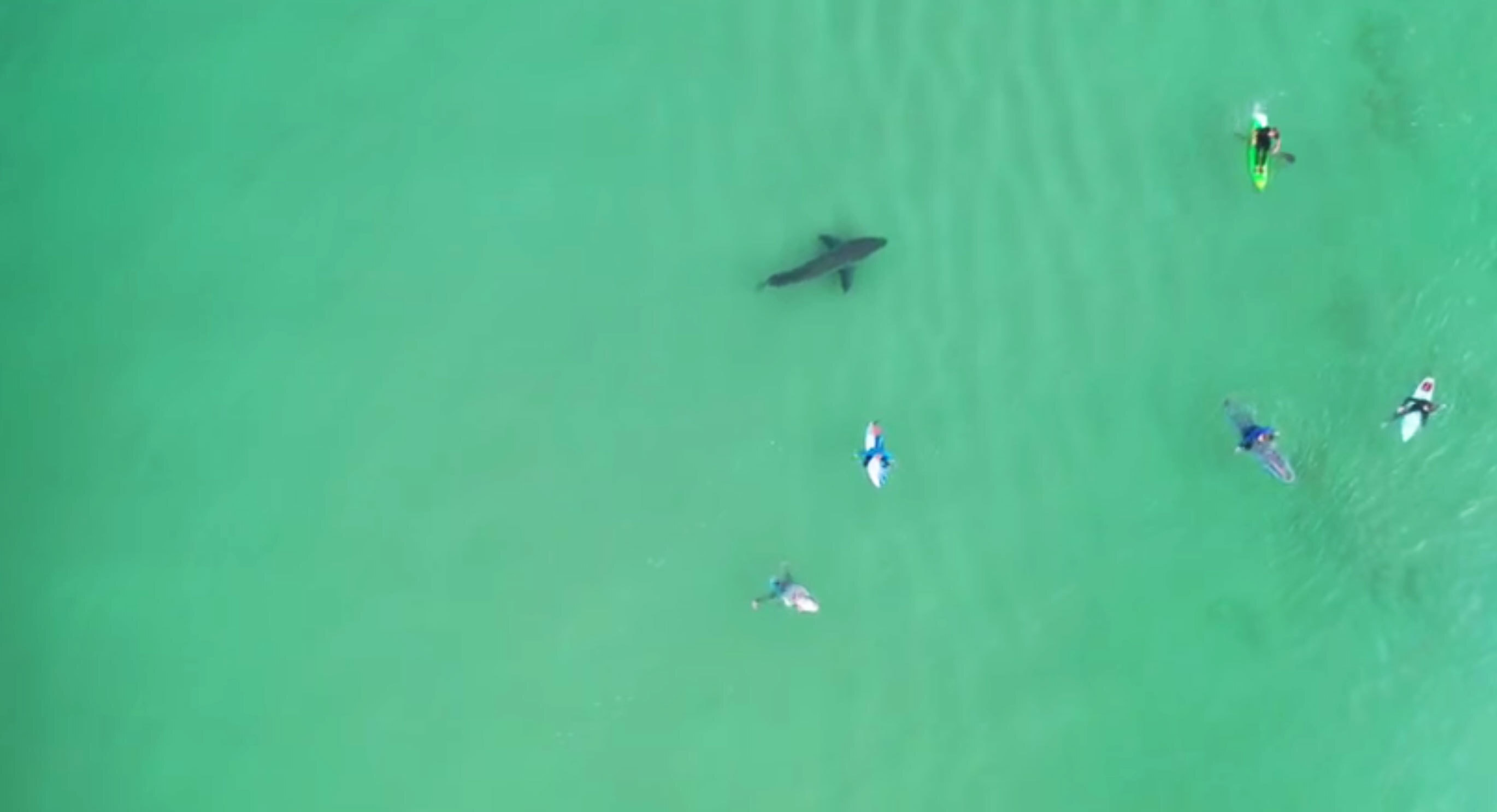 Drone Footage Shows Huge Great White Shark Swimming Beneath Surfers In ...