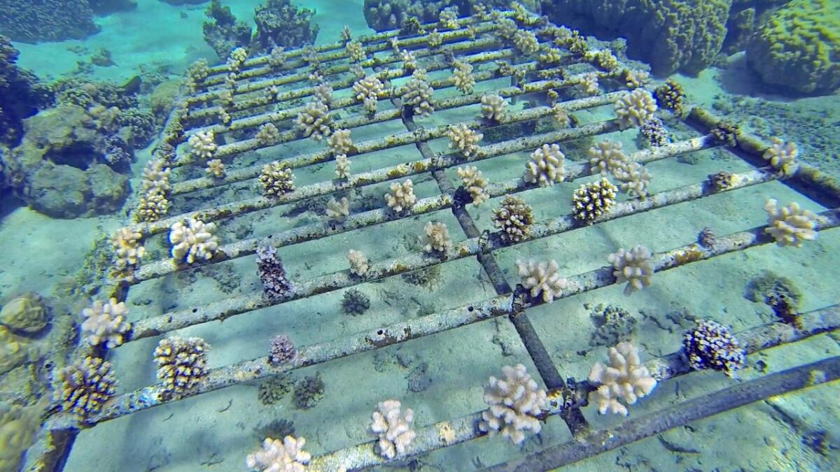 Underwater coral frames