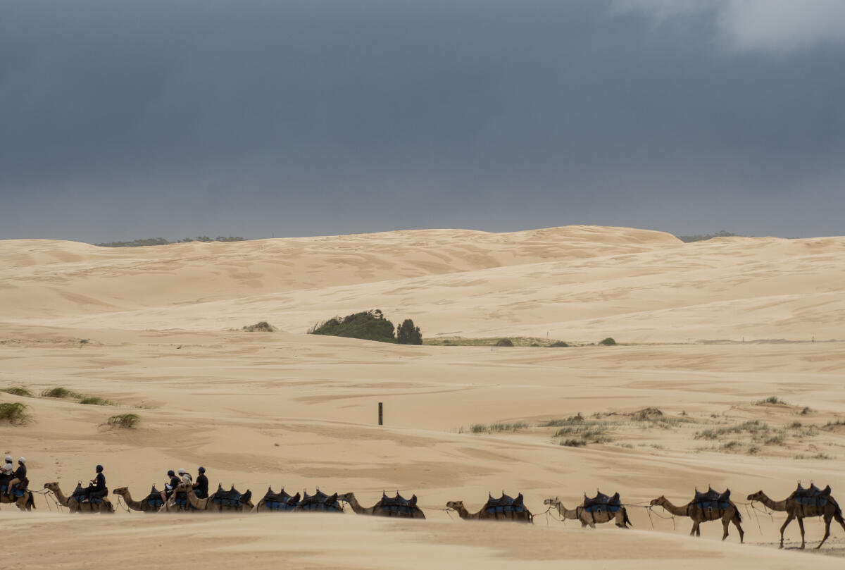 Birubi Beach Camels